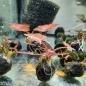 Preview: Rote Tigerlotus, Nymphea Lotus rot